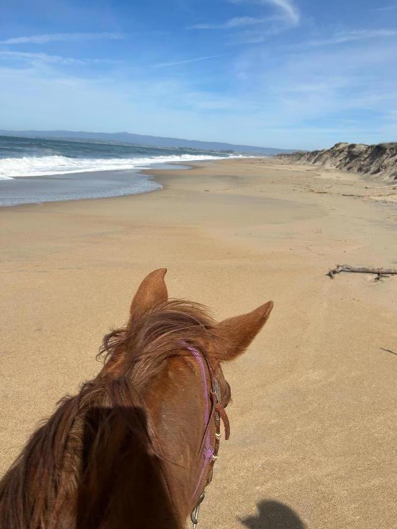 Detail Gallery Image 9 of 85 For 3485 Stable Ln, Santa Cruz,  CA 95065 - – Beds | – Baths