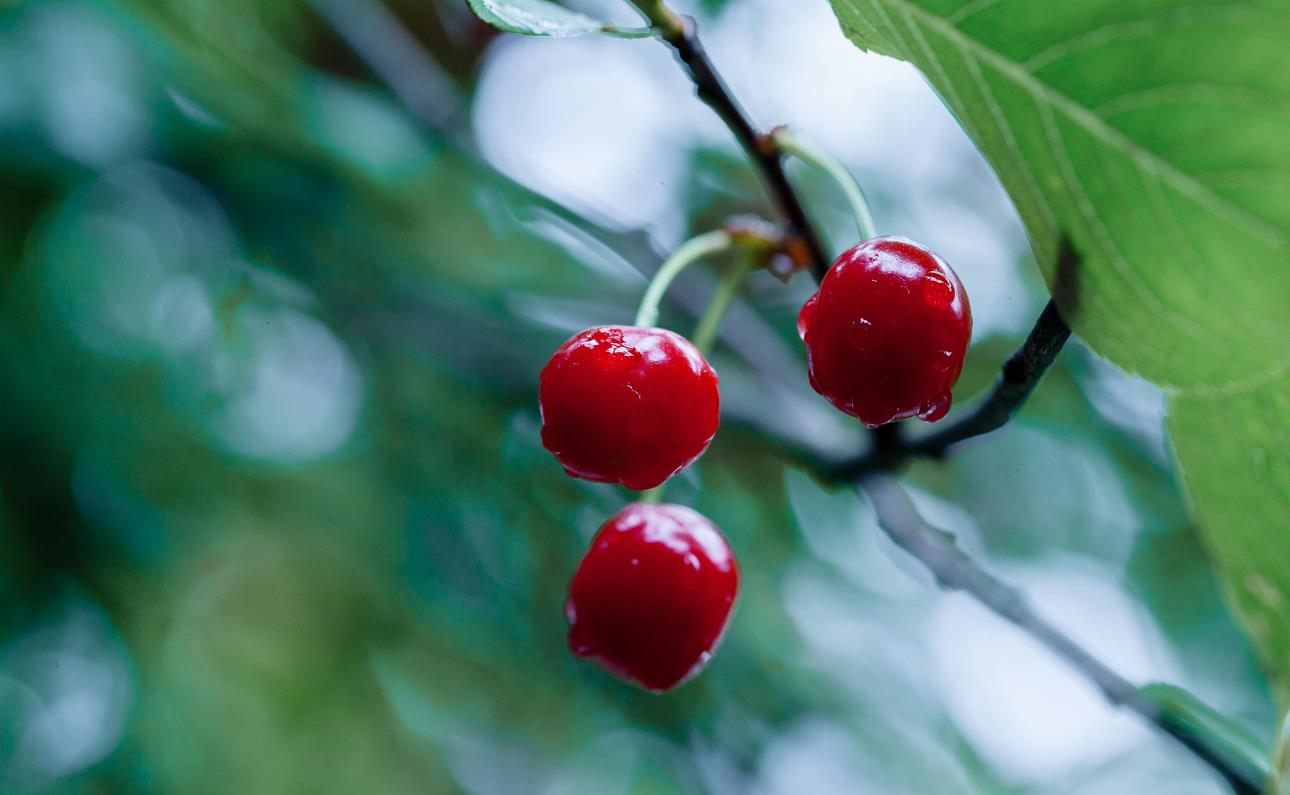 4405 Davidson, Gilroy, CA, 95020