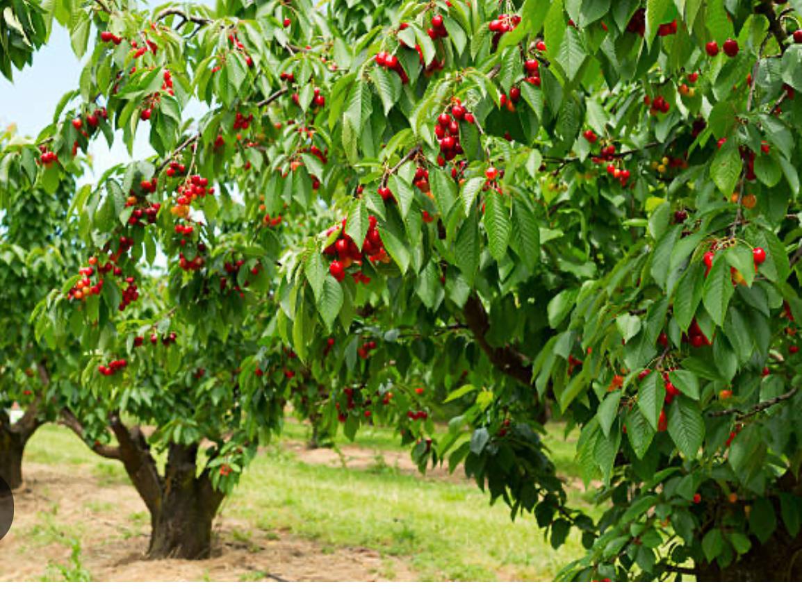 4405 Davidson, Gilroy, CA, 95020