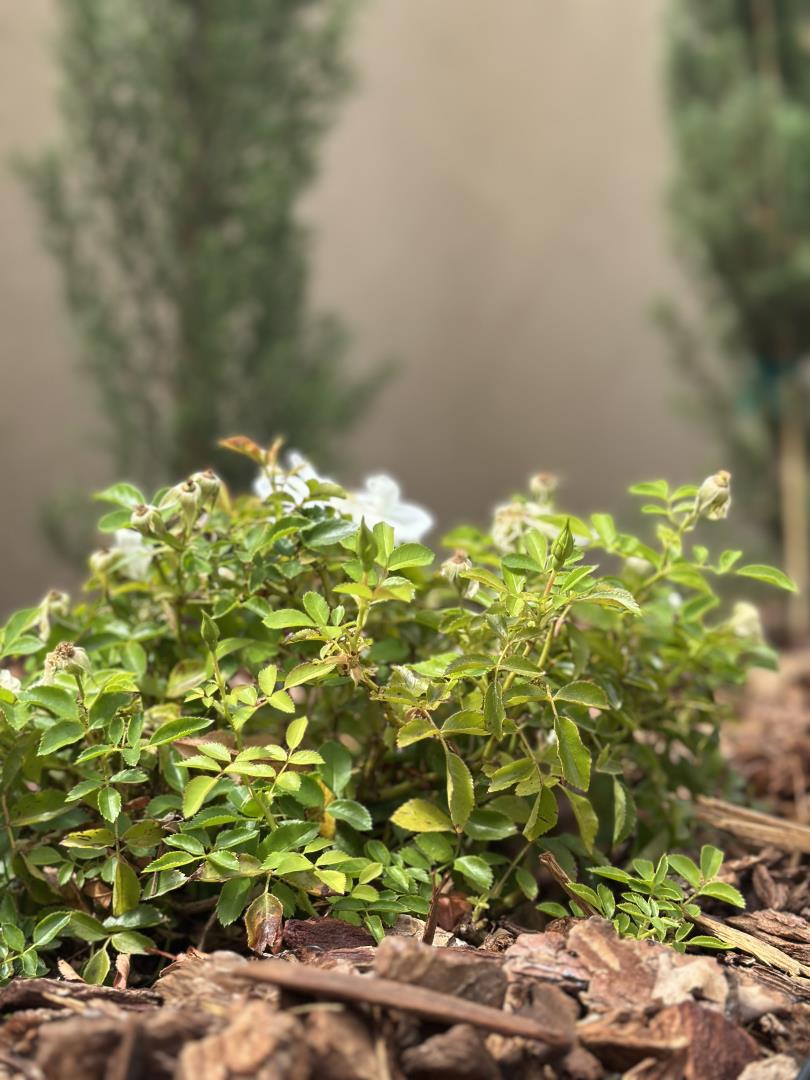 Detail Gallery Image 25 of 53 For 513 Union Ave, Campbell,  CA 95008 - 2 Beds | 2/1 Baths