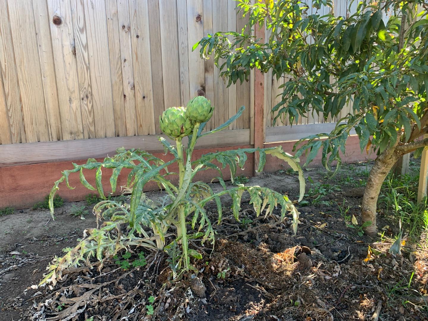 Detail Gallery Image 17 of 22 For 166 Afton Rd, Salinas,  CA 93905 - 2 Beds | 1 Baths