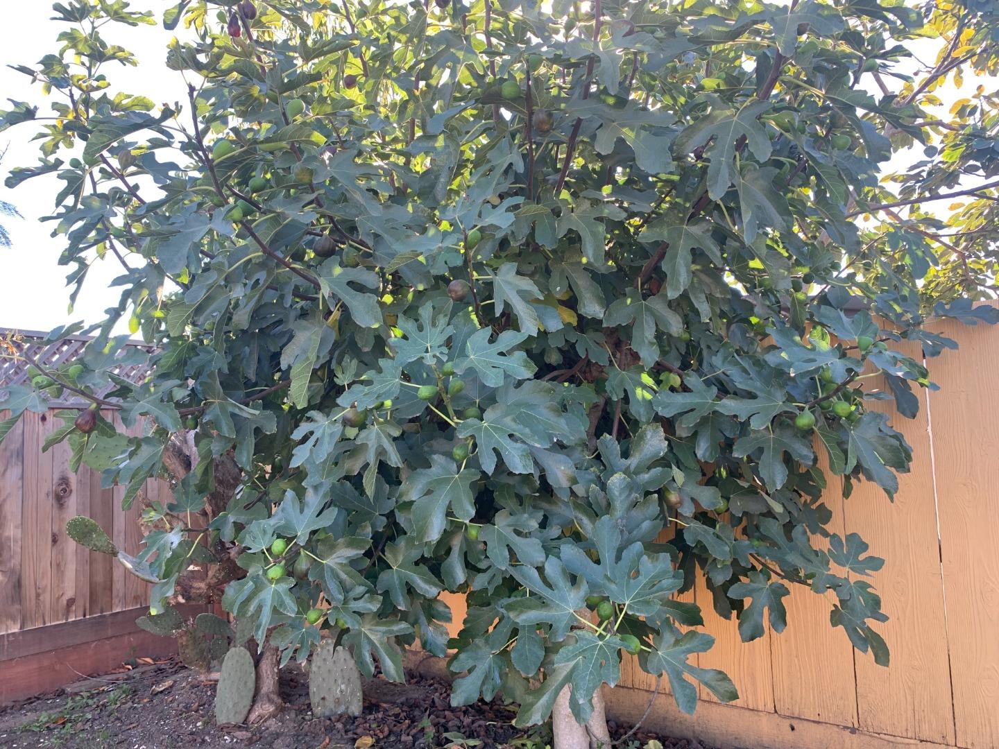 Detail Gallery Image 20 of 22 For 166 Afton Rd, Salinas,  CA 93905 - 2 Beds | 1 Baths