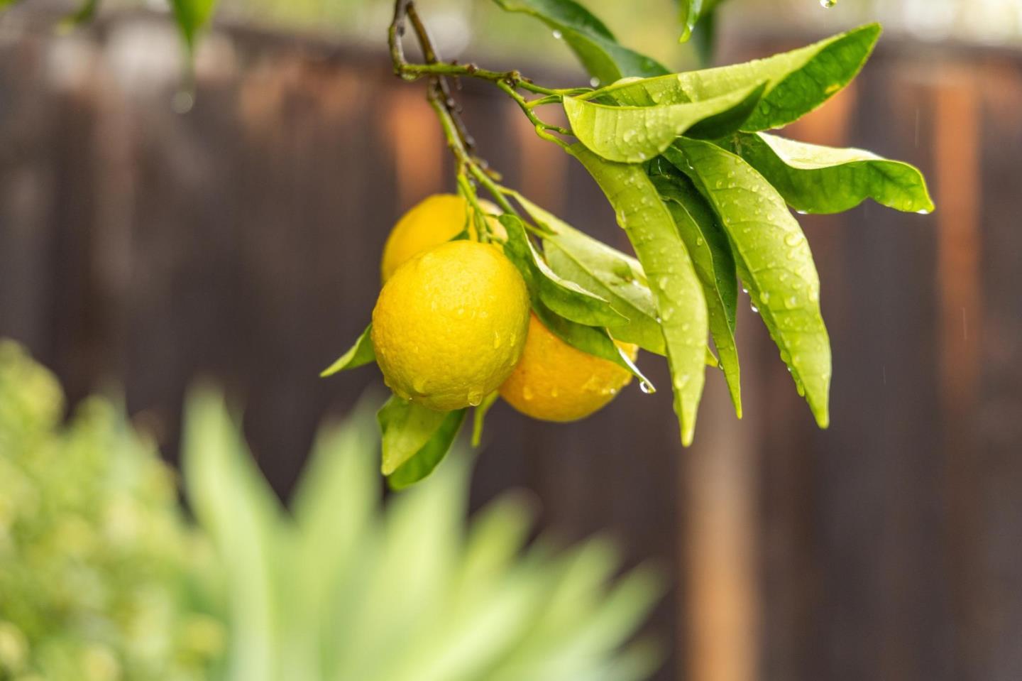 Detail Gallery Image 76 of 84 For 386 Fleming Ave, San Jose,  CA 95127 - 3 Beds | 2 Baths