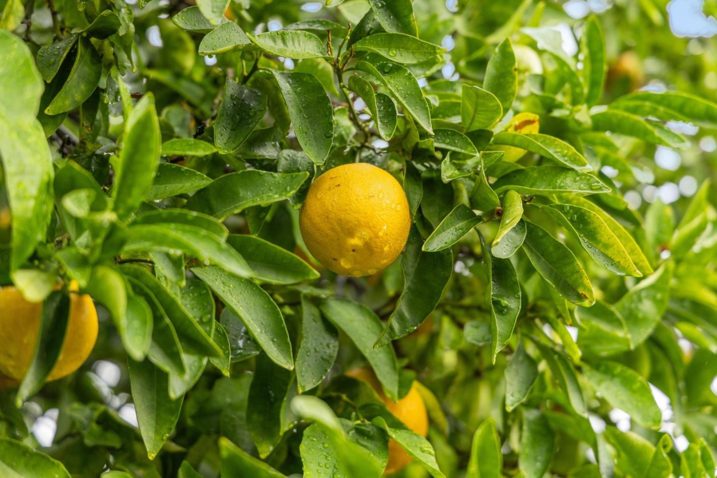 Detail Gallery Image 77 of 84 For 386 Fleming Ave, San Jose,  CA 95127 - 3 Beds | 2 Baths