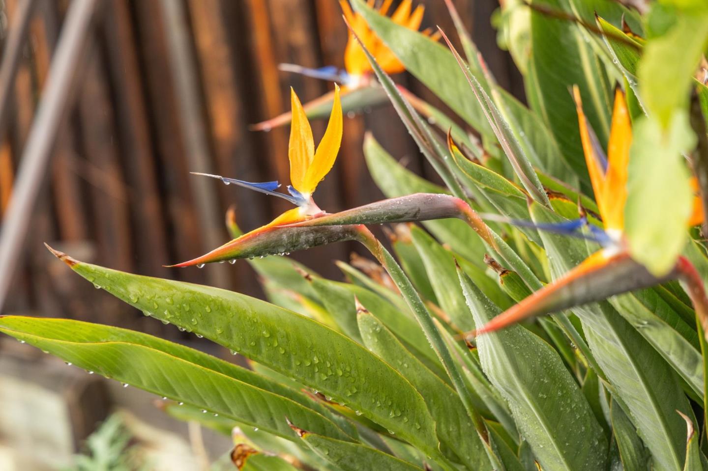 Detail Gallery Image 78 of 84 For 386 Fleming Ave, San Jose,  CA 95127 - 3 Beds | 2 Baths