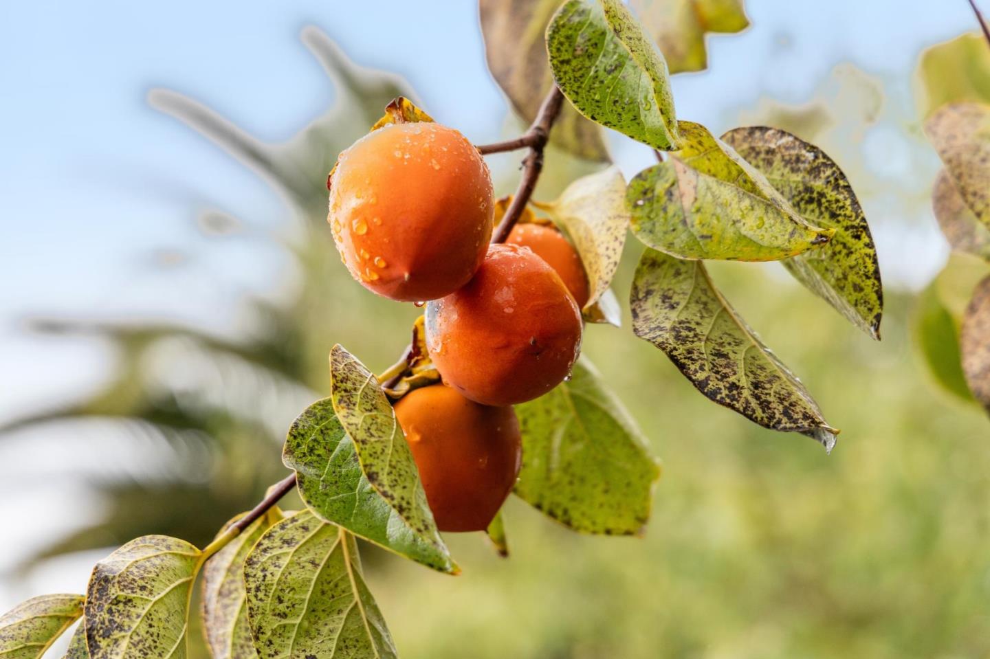 Detail Gallery Image 79 of 84 For 386 Fleming Ave, San Jose,  CA 95127 - 3 Beds | 2 Baths