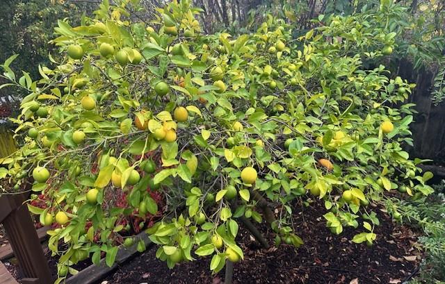 Detail Gallery Image 42 of 54 For 525 Wellington Dr, San Carlos,  CA 94070 - 4 Beds | 3 Baths