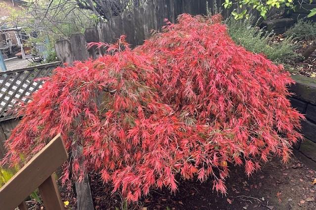 Detail Gallery Image 44 of 54 For 525 Wellington Dr, San Carlos,  CA 94070 - 4 Beds | 3 Baths