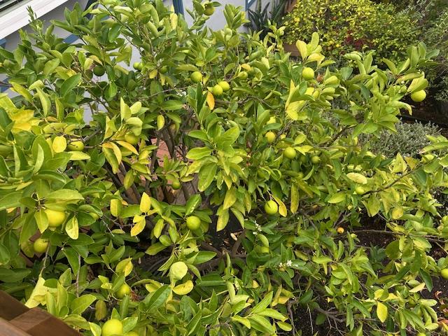 Detail Gallery Image 47 of 54 For 525 Wellington Dr, San Carlos,  CA 94070 - 4 Beds | 3 Baths