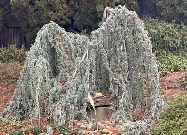 Detail Gallery Image 48 of 54 For 525 Wellington Dr, San Carlos,  CA 94070 - 4 Beds | 3 Baths