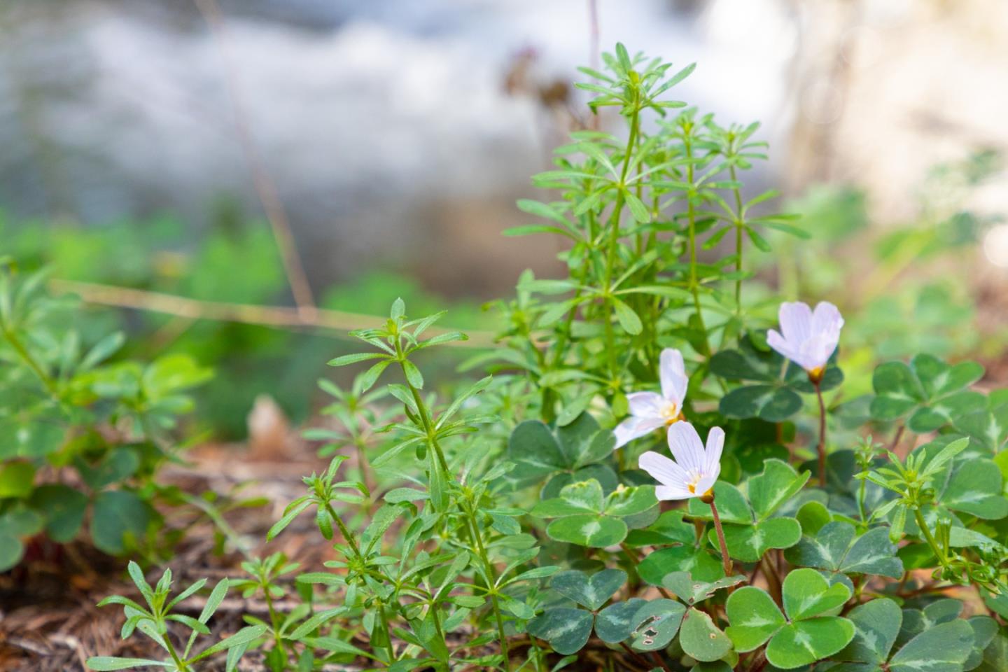 Detail Gallery Image 29 of 29 For 11810 Clear Creek, Brookdale,  CA 95007 - – Beds | – Baths