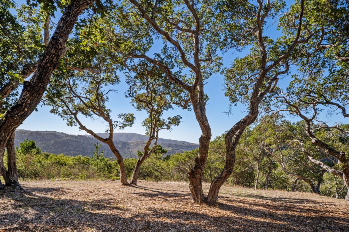 Detail Gallery Image 11 of 20 For 9 Corral Run, Carmel,  CA 93923 - – Beds | – Baths
