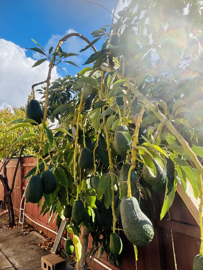 Detail Gallery Image 18 of 18 For 3455 Cuesta Dr, San Jose,  CA 95148 - 4 Beds | 2/1 Baths