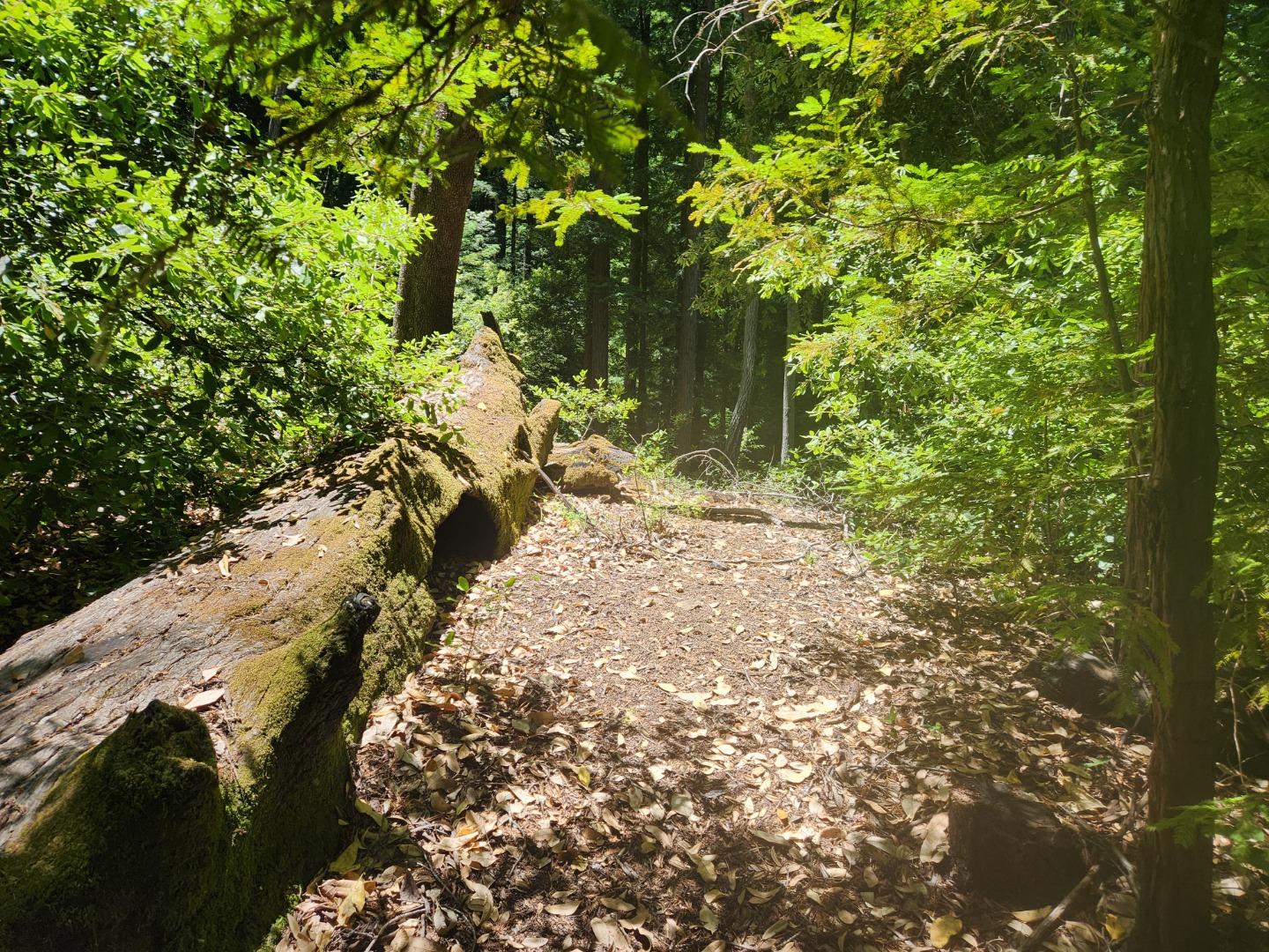 Front Image Thumbnail for ML82027788