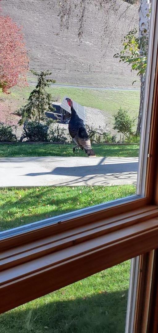 Detail Gallery Image 44 of 55 For 20160 Rock Springs Ln, Aromas,  CA 95004 - 4 Beds | 2/1 Baths