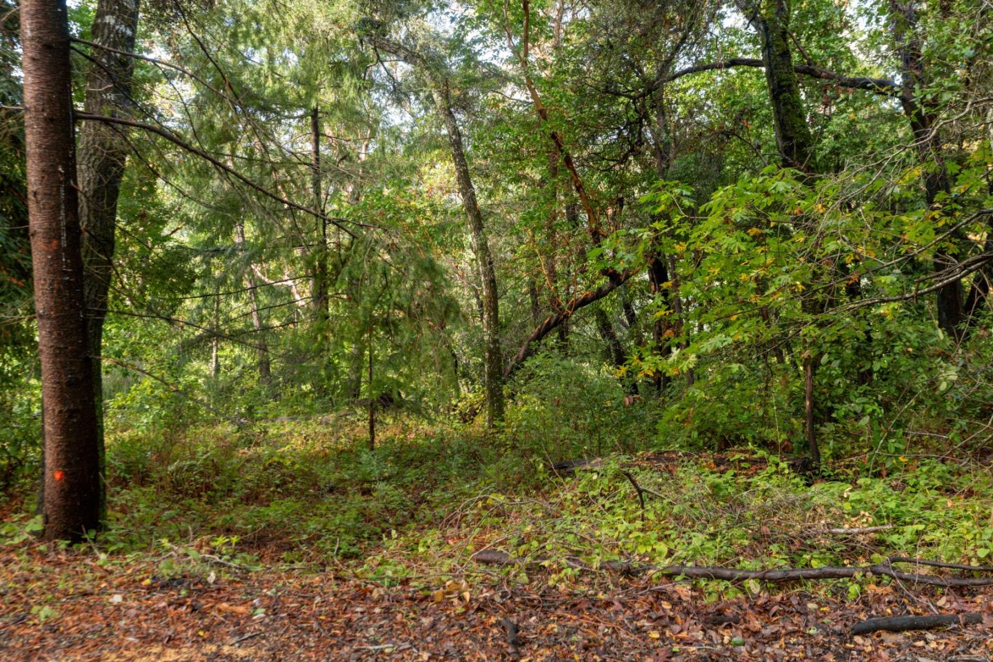 Detail Gallery Image 13 of 16 For Lot 53 Lakeview Ave, Felton,  CA 95018 - – Beds | – Baths