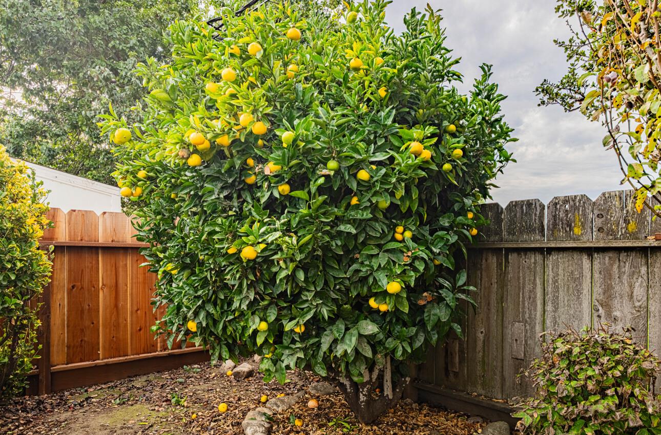 Detail Gallery Image 39 of 41 For 1221 Parkside St, Salinas,  CA 93906 - 3 Beds | 2 Baths