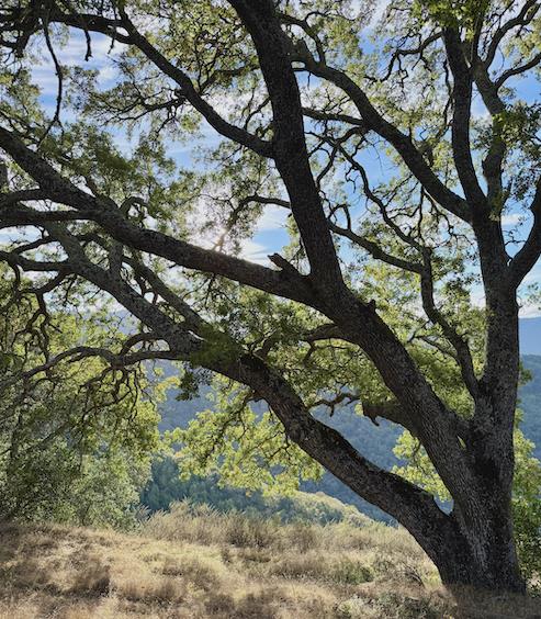 Detail Gallery Image 3 of 5 For 0 via Vespero, San Jose,  CA 95120 - – Beds | – Baths