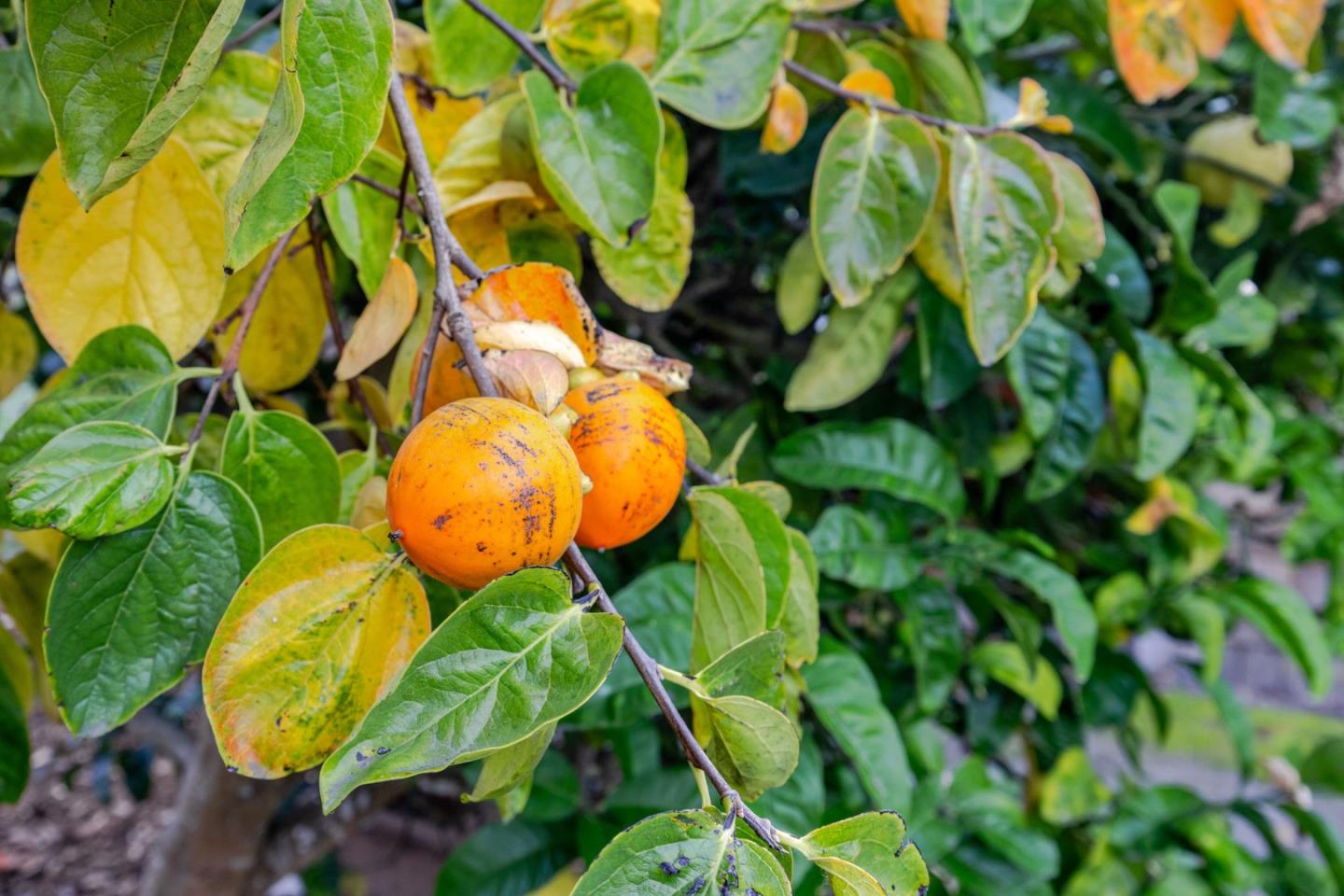 Detail Gallery Image 43 of 69 For 1009 Miramontes St, Half Moon Bay,  CA 94019 - 3 Beds | 4 Baths