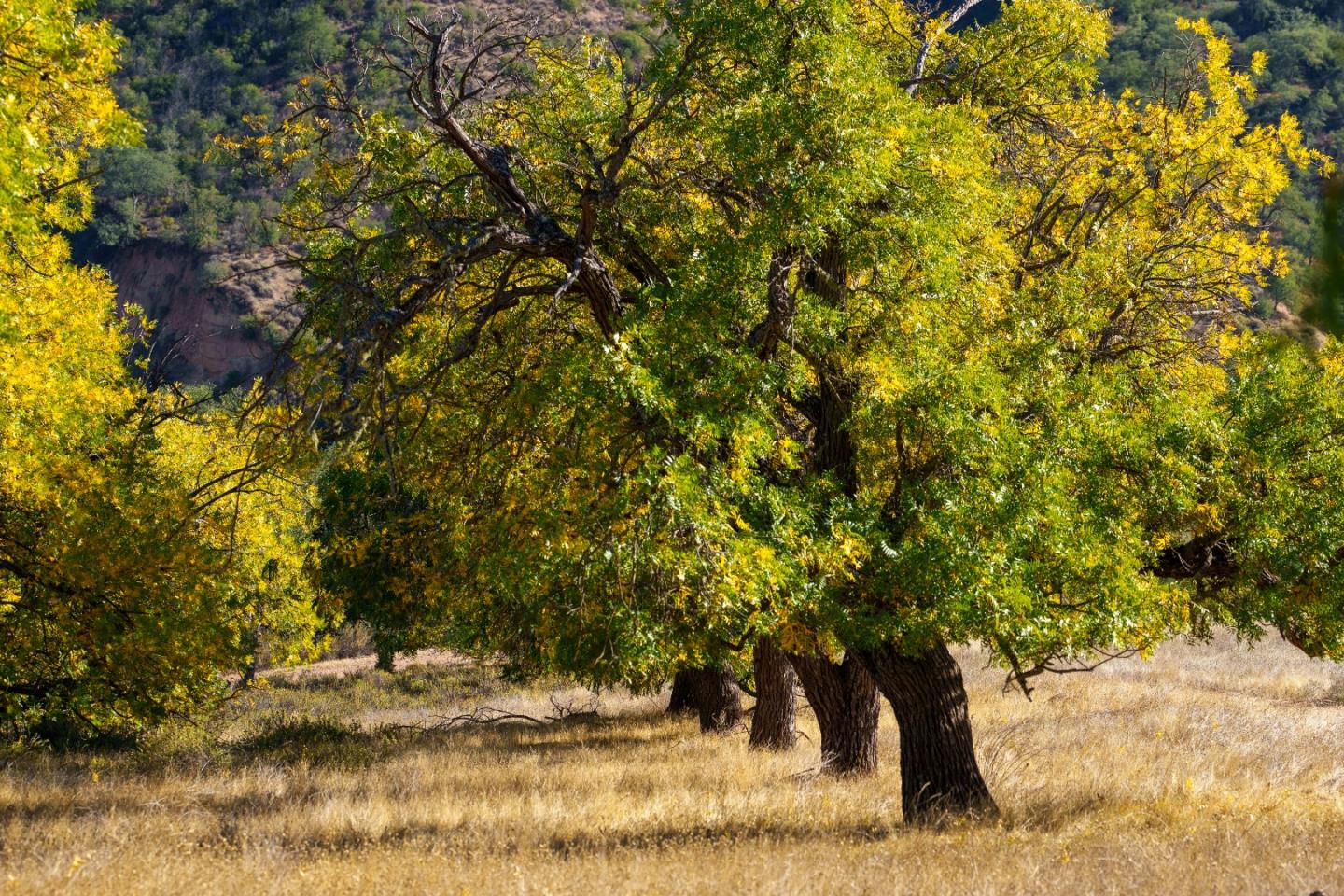 Detail Gallery Image 10 of 31 For 47275 Arroyo Seco Rd, Greenfield,  CA 93927 - – Beds | – Baths
