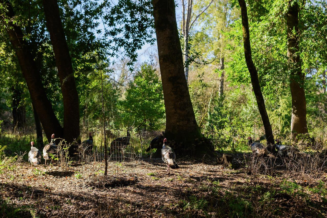 Detail Gallery Image 17 of 92 For 515 Lockhart Gulch Rd, Scotts Valley,  CA 95066 - 2 Beds | 1 Baths