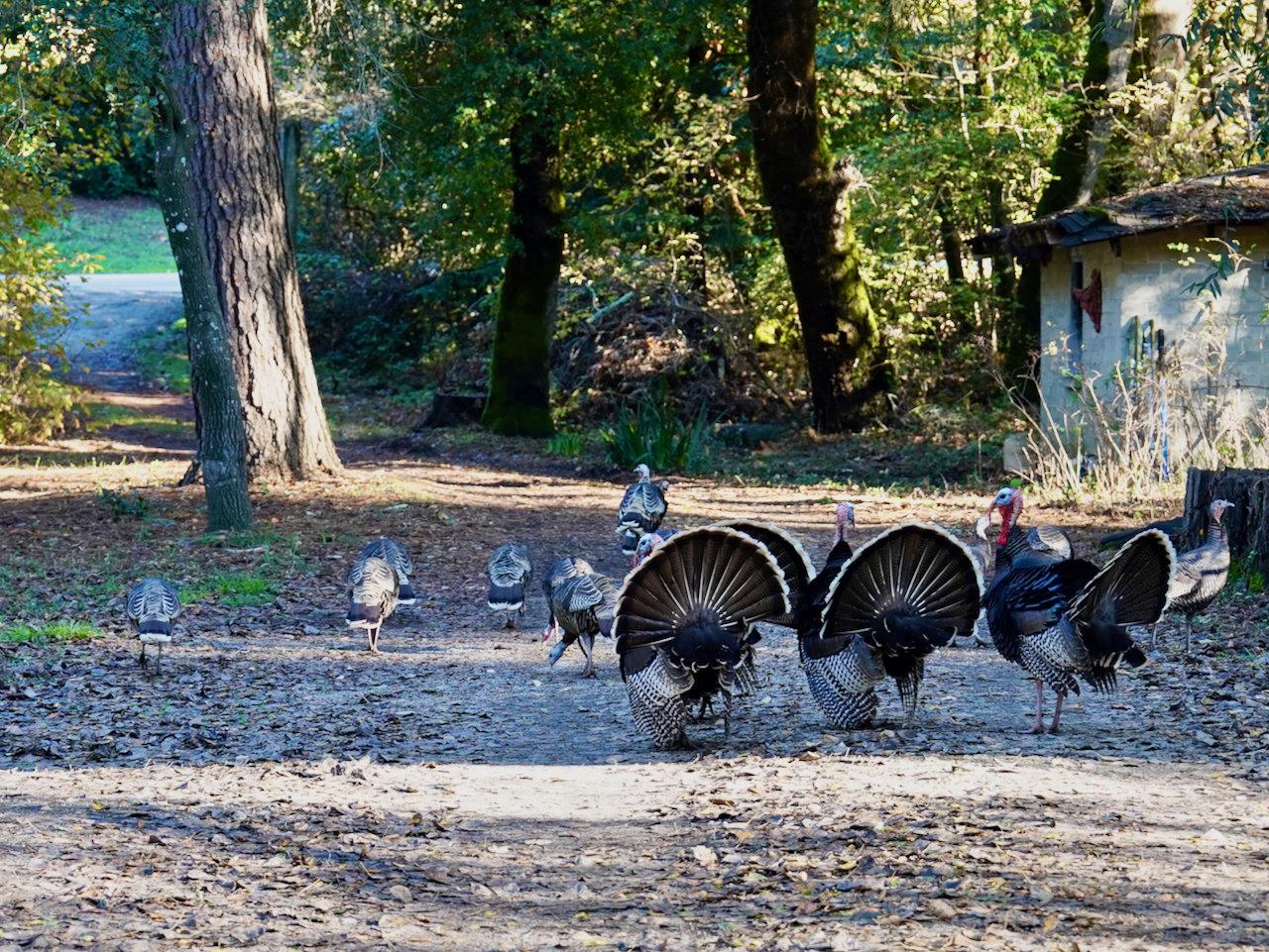 Detail Gallery Image 6 of 92 For 515 Lockhart Gulch Rd, Scotts Valley,  CA 95066 - 2 Beds | 1 Baths