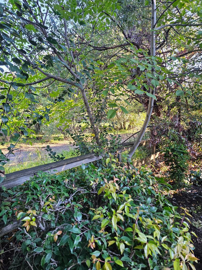 Photo #3: ML82028204 Listing: Photo #3