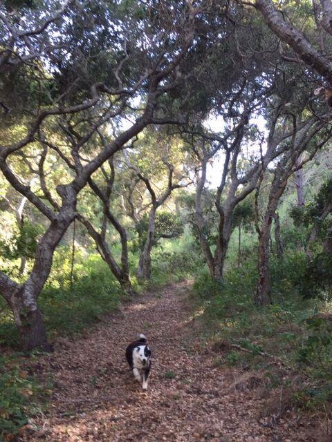 Detail Gallery Image 6 of 10 For 64 Marguerite (Tehama), Carmel,  CA 93923 - – Beds | – Baths