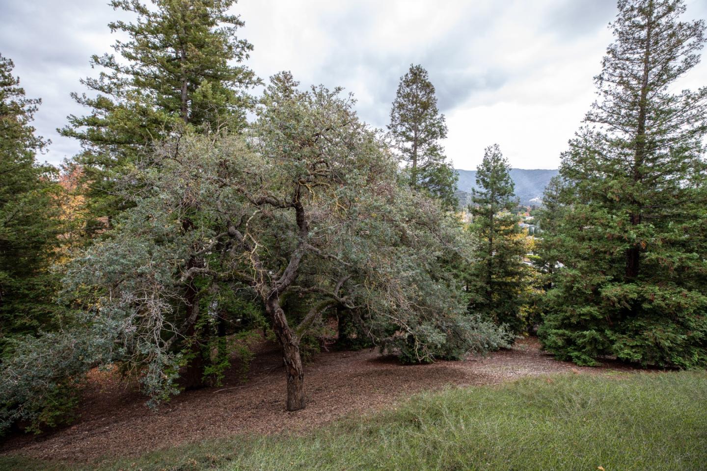 Detail Gallery Image 11 of 40 For 1464 Bullion Cir, San Jose,  CA 95120 - 3 Beds | 2/1 Baths