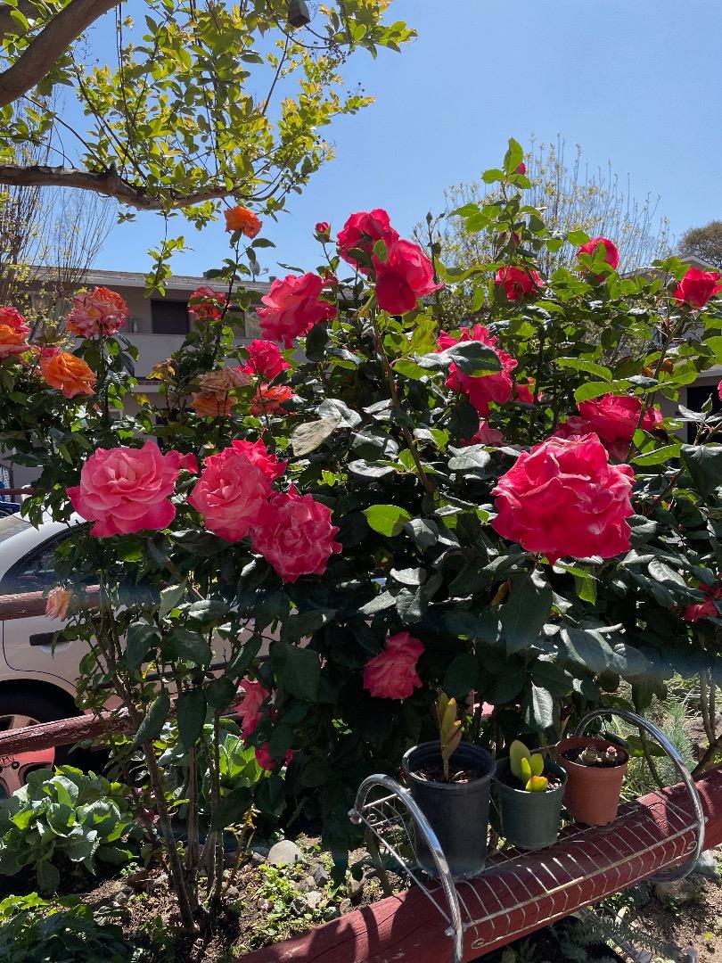 Detail Gallery Image 19 of 24 For 3579 Agate #11,  Santa Clara,  CA 95051 - 2 Beds | 1 Baths