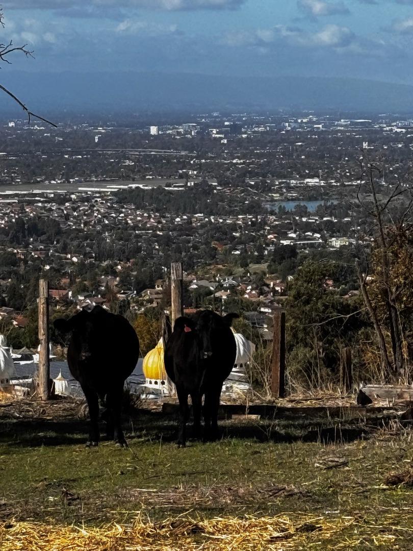 Detail Gallery Image 21 of 25 For 4234 Chaboya Rd, San Jose,  CA 95148 - 3 Beds | 2 Baths
