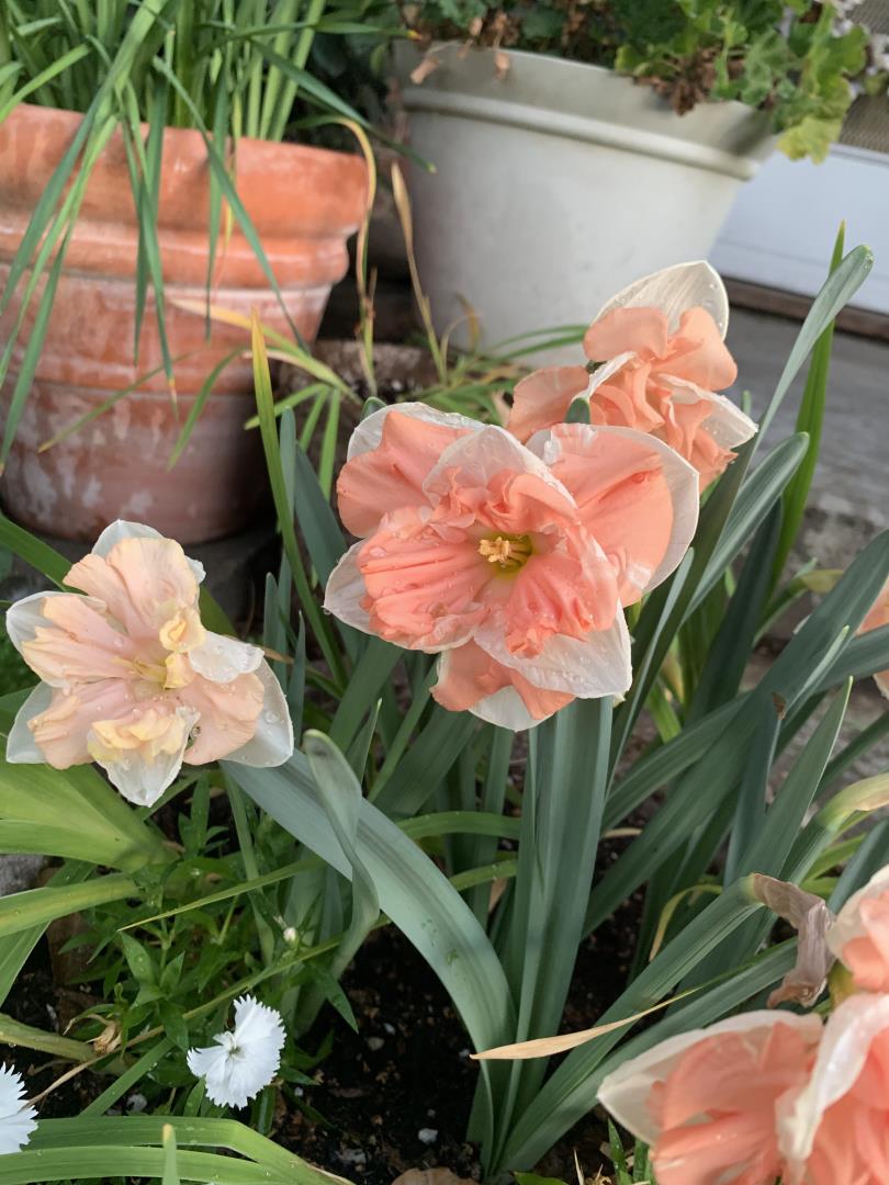 Detail Gallery Image 42 of 50 For 1152 Curtner Ave, San Jose,  CA 95125 - 4 Beds | 2 Baths