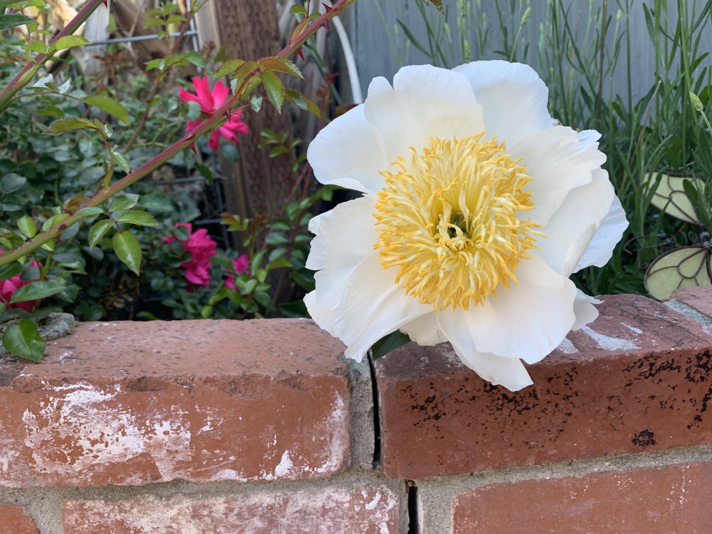 Detail Gallery Image 44 of 50 For 1152 Curtner Ave, San Jose,  CA 95125 - 4 Beds | 2 Baths