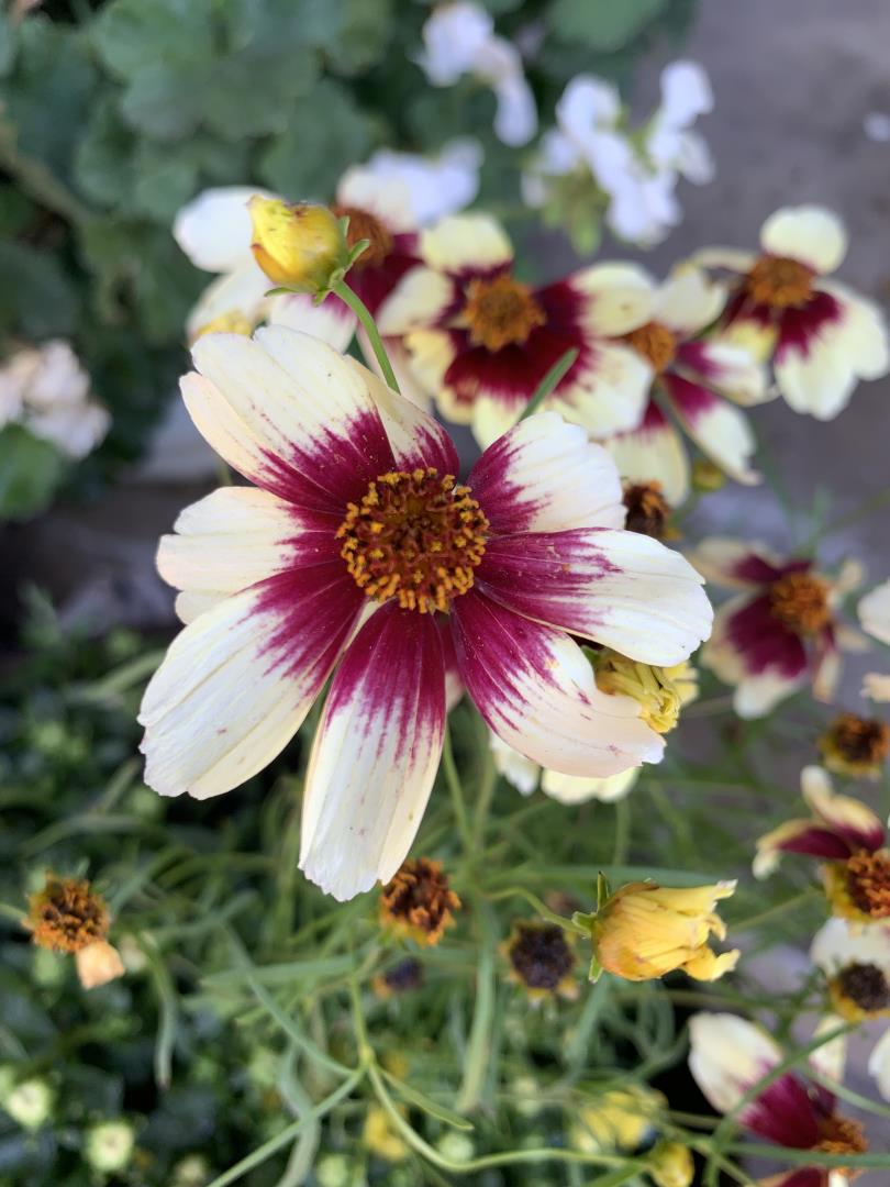 Detail Gallery Image 45 of 50 For 1152 Curtner Ave, San Jose,  CA 95125 - 4 Beds | 2 Baths