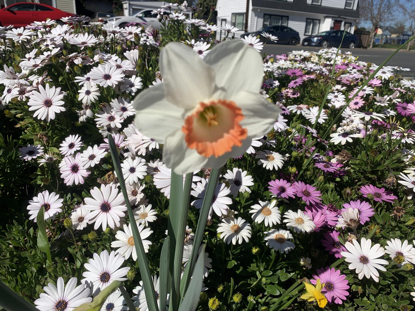 Detail Gallery Image 46 of 50 For 1152 Curtner Ave, San Jose,  CA 95125 - 4 Beds | 2 Baths