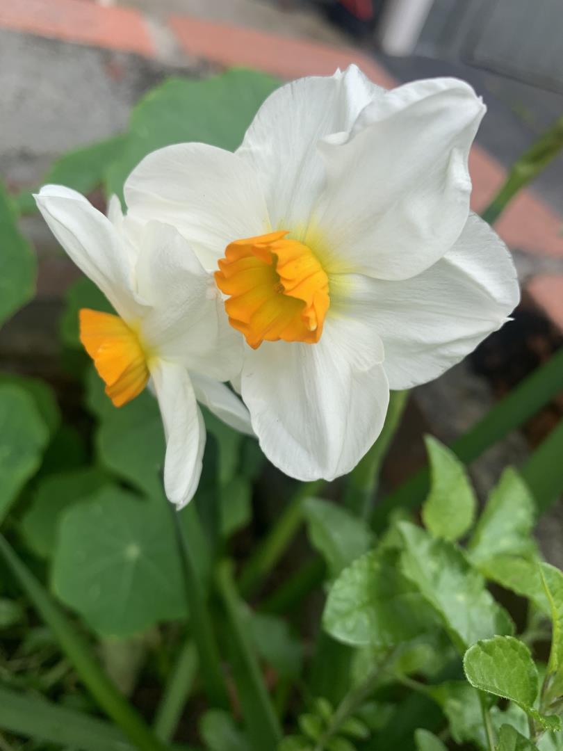 Detail Gallery Image 47 of 50 For 1152 Curtner Ave, San Jose,  CA 95125 - 4 Beds | 2 Baths