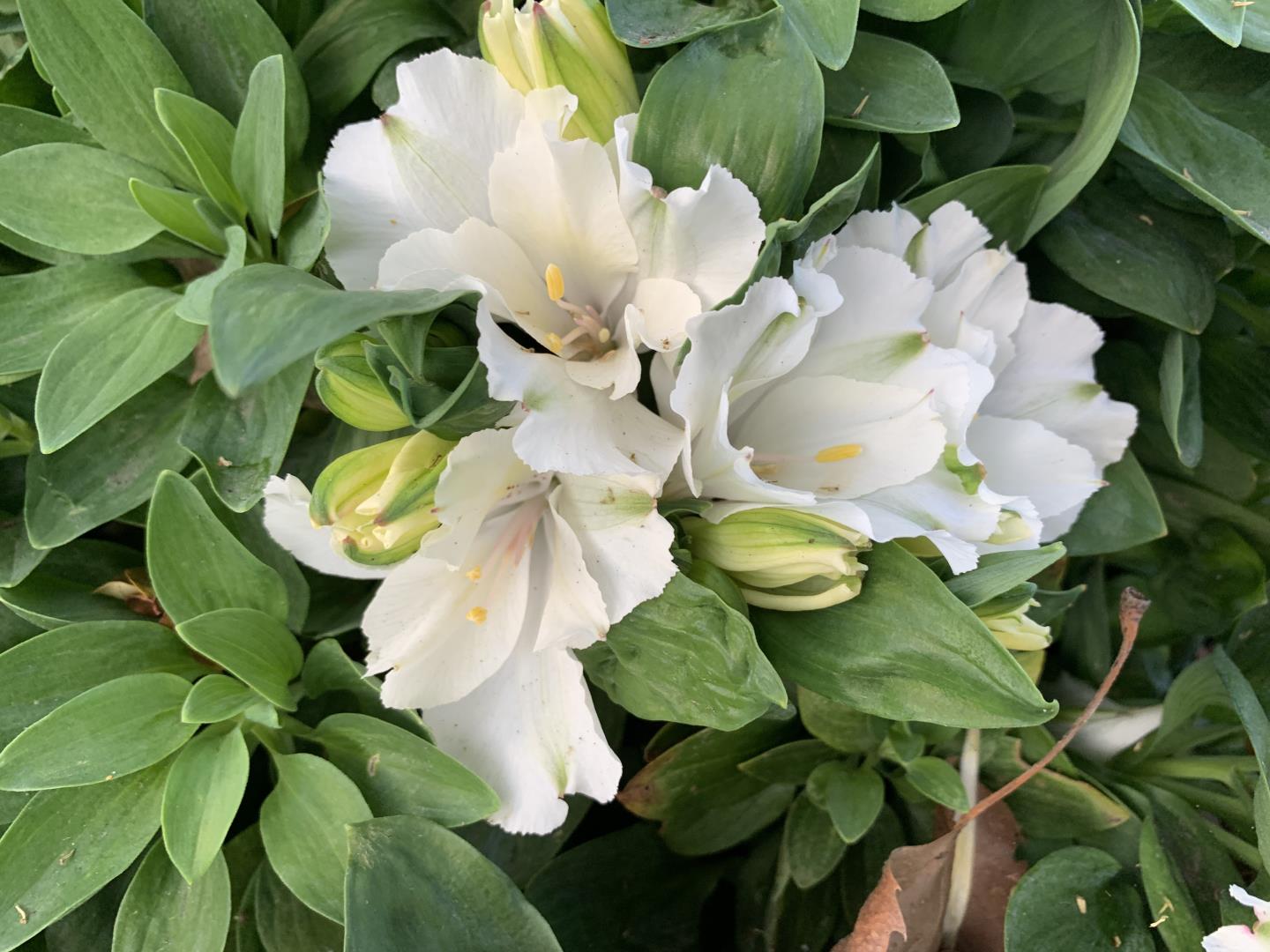 Detail Gallery Image 48 of 50 For 1152 Curtner Ave, San Jose,  CA 95125 - 4 Beds | 2 Baths