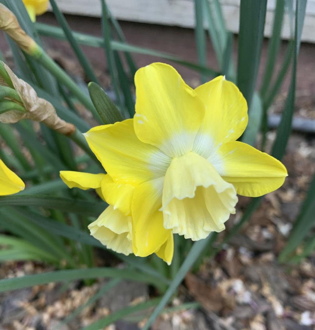 Detail Gallery Image 49 of 50 For 1152 Curtner Ave, San Jose,  CA 95125 - 4 Beds | 2 Baths