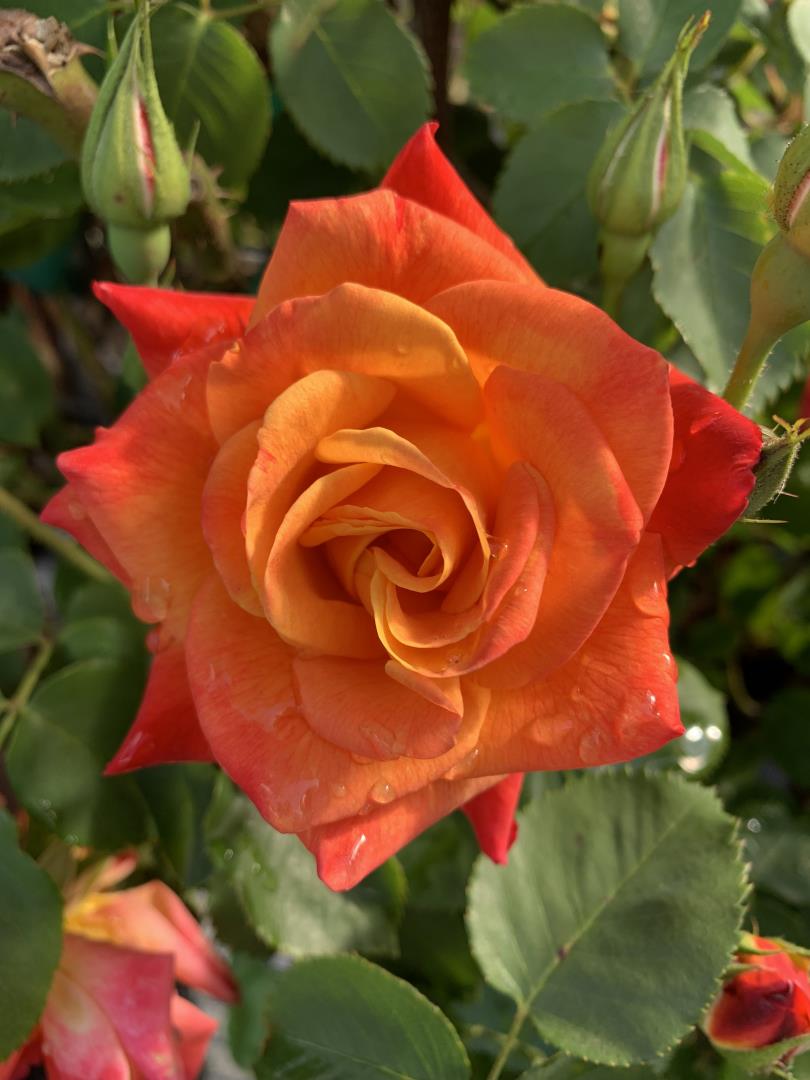 Detail Gallery Image 50 of 50 For 1152 Curtner Ave, San Jose,  CA 95125 - 4 Beds | 2 Baths