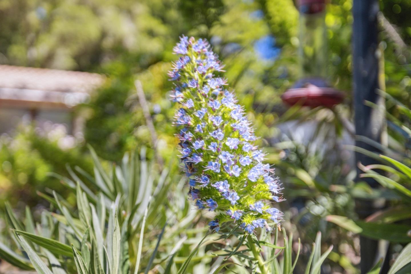 Detail Gallery Image 40 of 76 For 355 Santa Cruz St, Boulder Creek,  CA 95006 - 3 Beds | 2 Baths