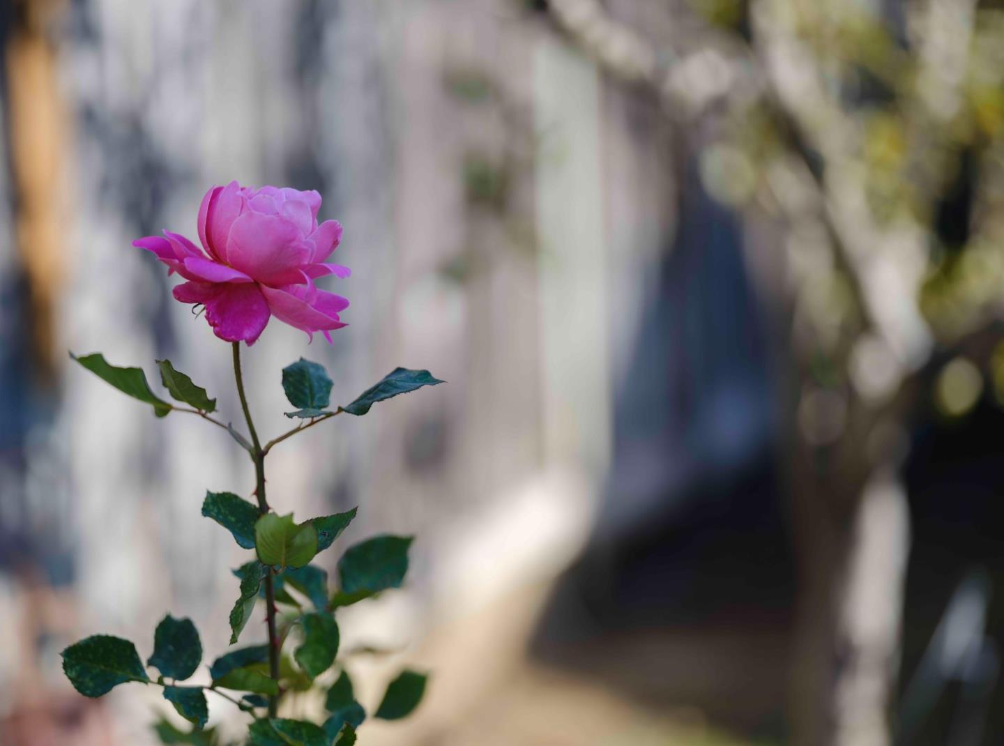 Detail Gallery Image 11 of 27 For 1139 Cape Cod Way, Salinas,  CA 93906 - 3 Beds | 2 Baths