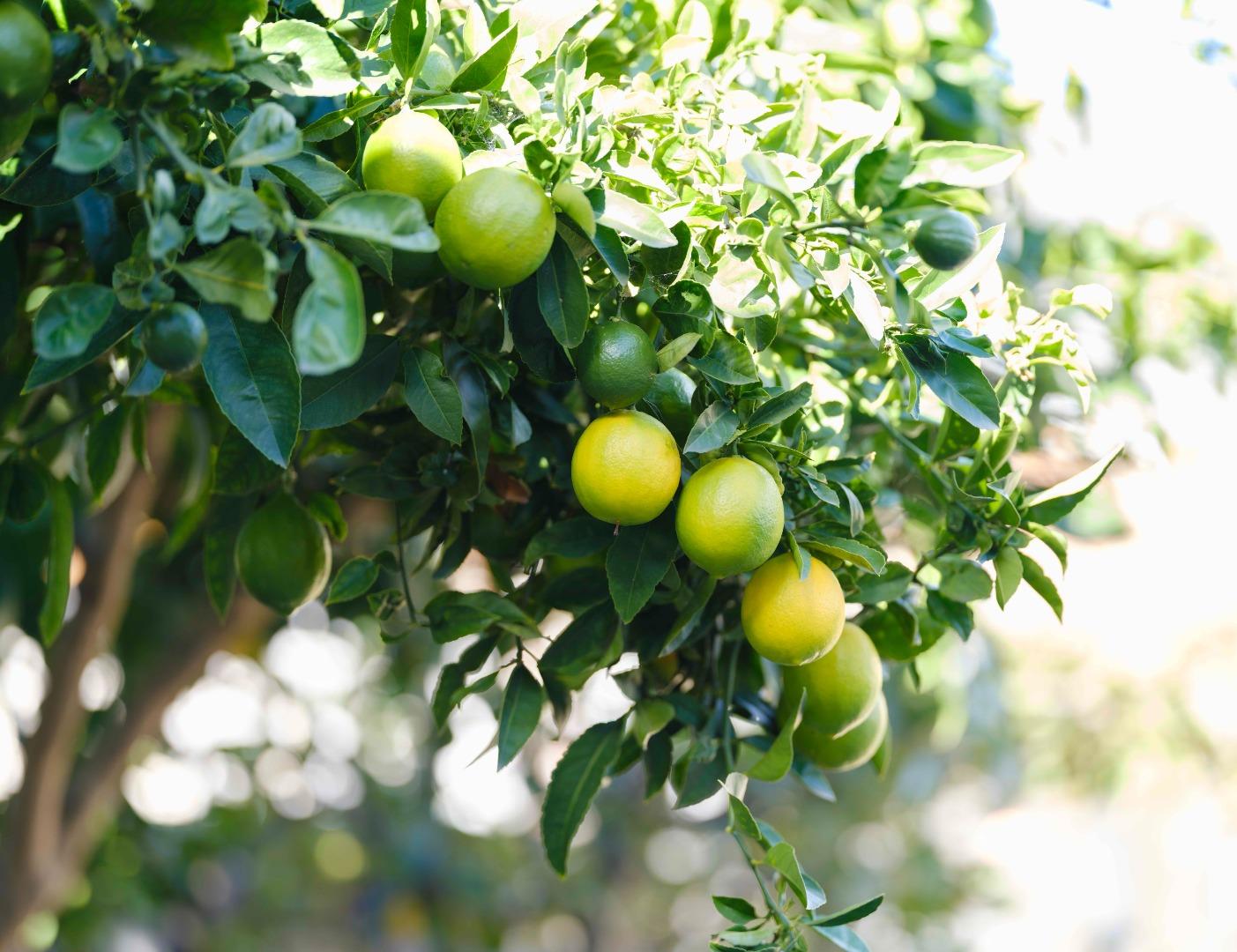 Detail Gallery Image 5 of 27 For 1139 Cape Cod Way, Salinas,  CA 93906 - 3 Beds | 2 Baths