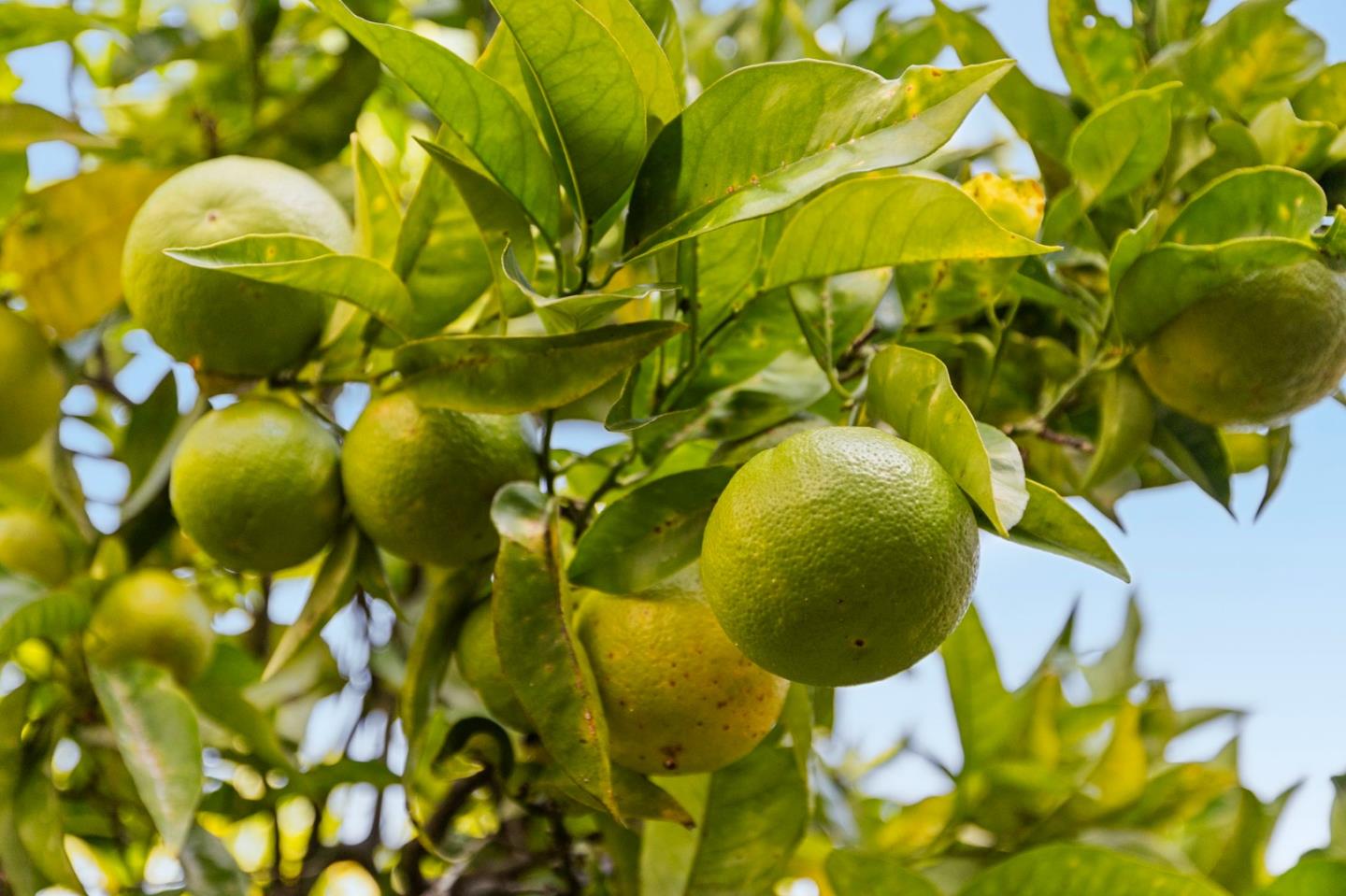 Detail Gallery Image 31 of 107 For 229 Marvilla Cir, Pacifica,  CA 94044 - 4 Beds | 3 Baths