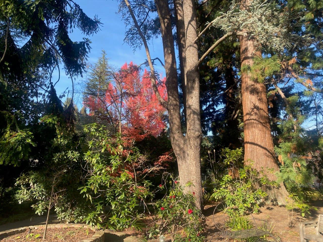 Detail Gallery Image 22 of 42 For 269 Selby Ln, Atherton,  CA 94027 - 6 Beds | 4/1 Baths