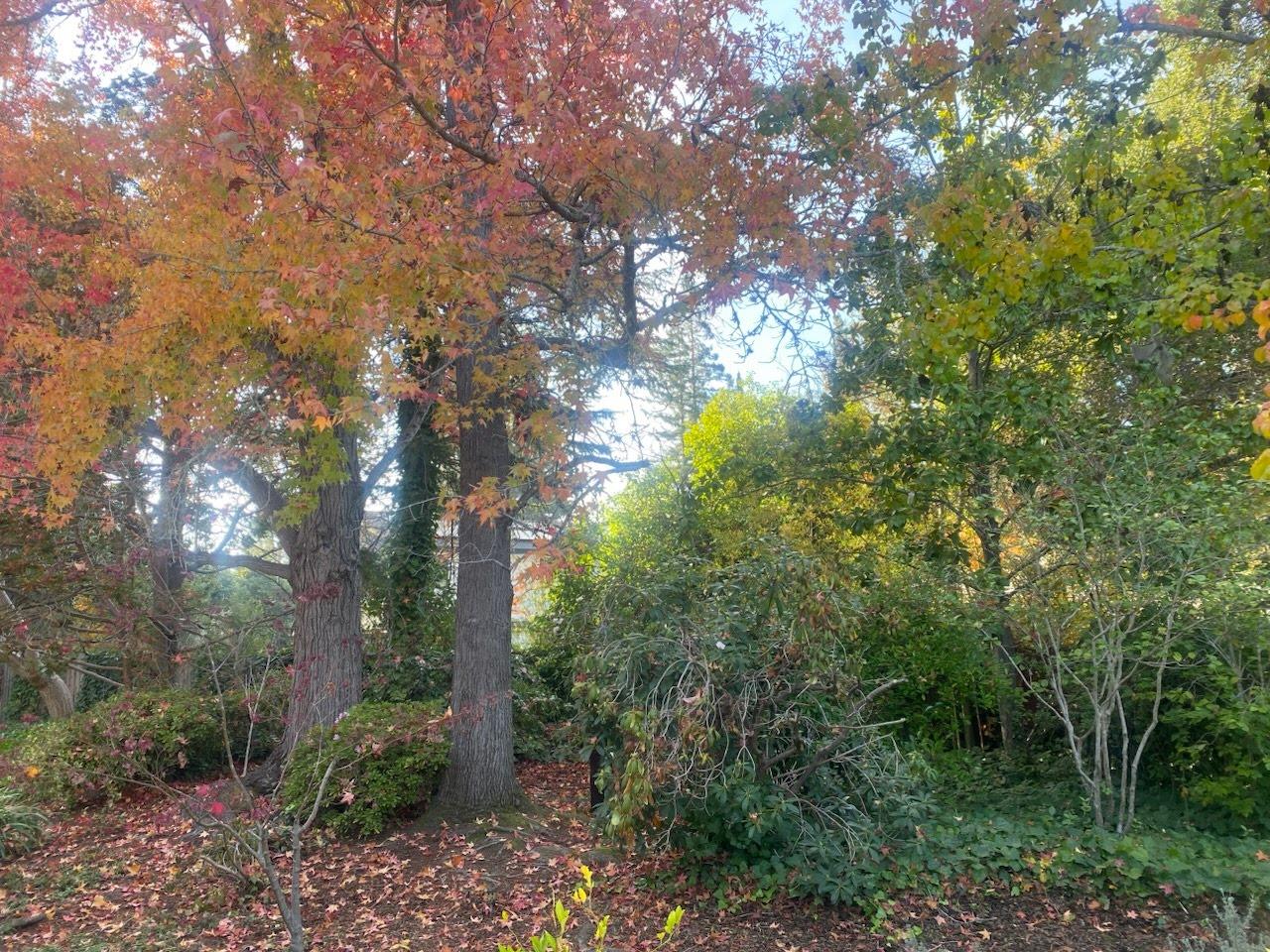 Detail Gallery Image 32 of 42 For 269 Selby Ln, Atherton,  CA 94027 - 6 Beds | 4/1 Baths