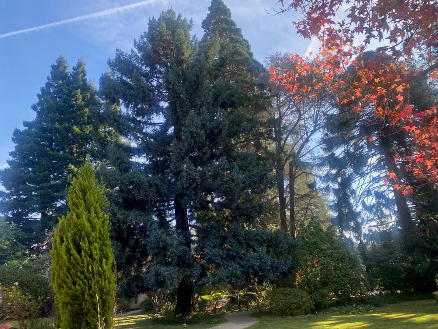 Detail Gallery Image 34 of 42 For 269 Selby Ln, Atherton,  CA 94027 - 6 Beds | 4/1 Baths