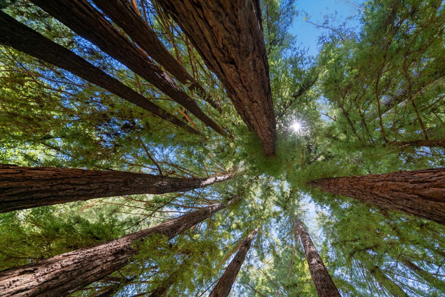 Detail Gallery Image 78 of 95 For 560 Hacienda Dr, Scotts Valley,  CA 95066 - 4 Beds | 3 Baths