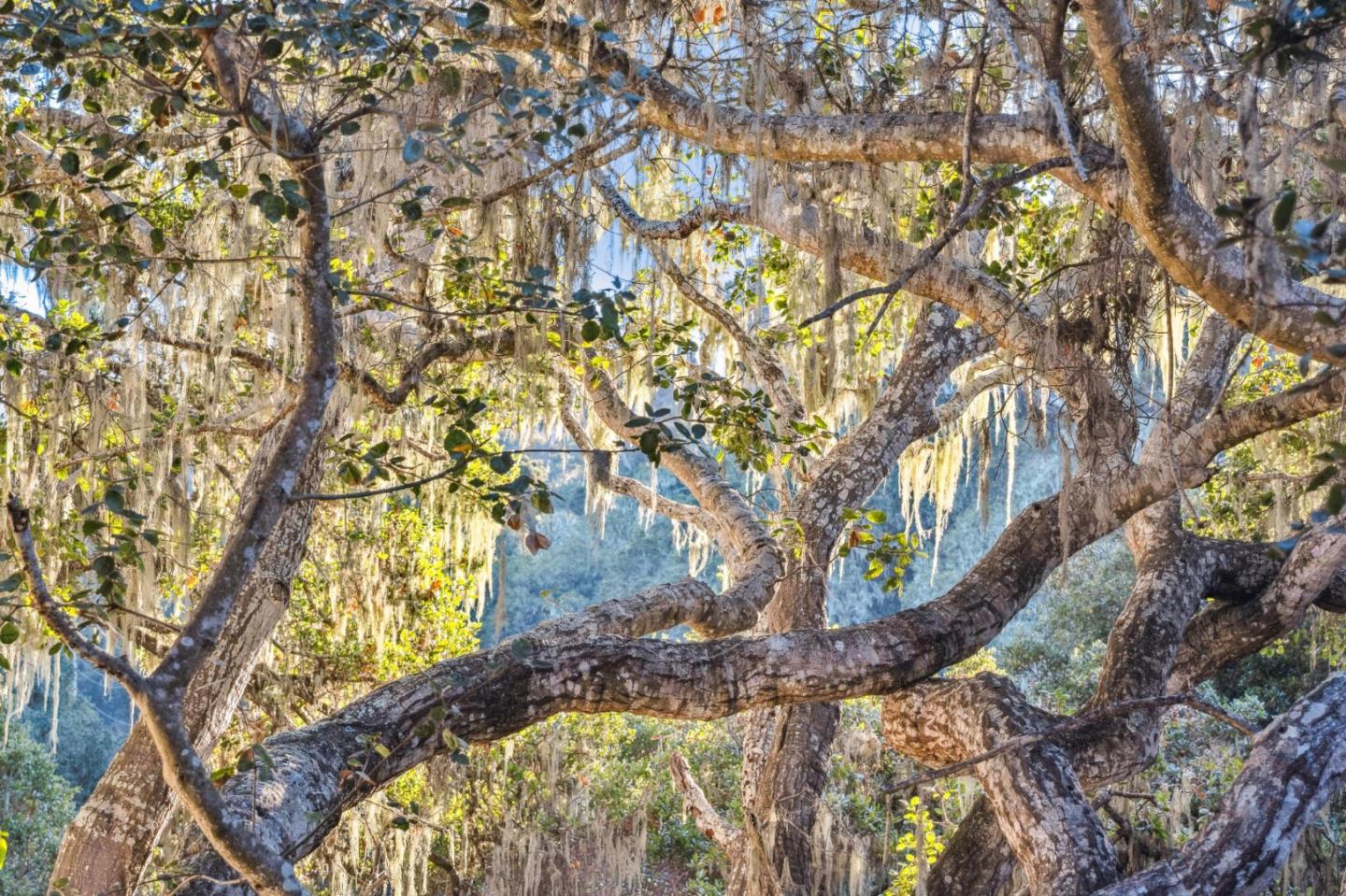 Detail Gallery Image 37 of 70 For 1100 Castro Rd, Monterey,  CA 93940 - 4 Beds | 2/1 Baths