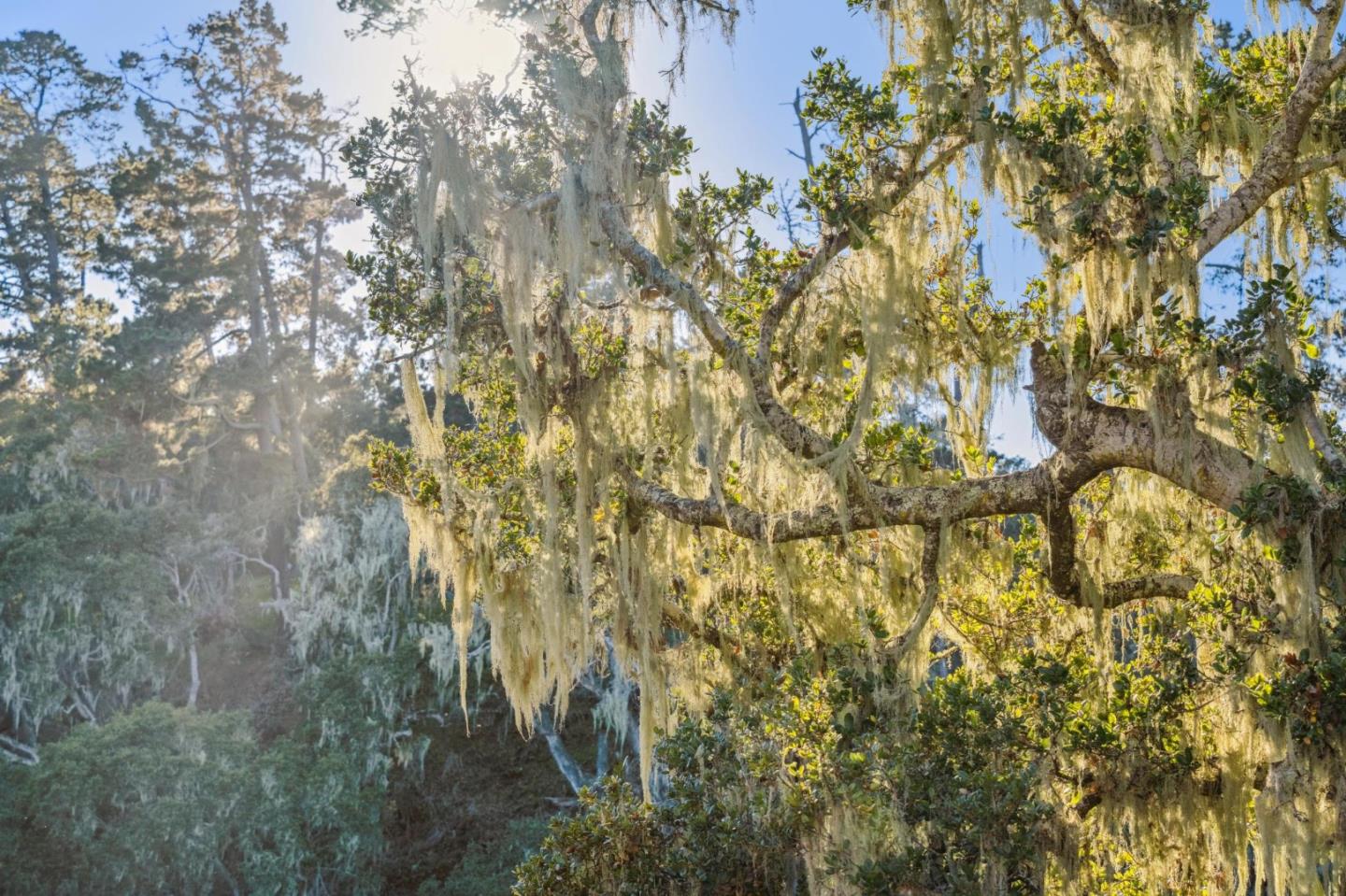 Detail Gallery Image 58 of 70 For 1100 Castro Rd, Monterey,  CA 93940 - 4 Beds | 2/1 Baths