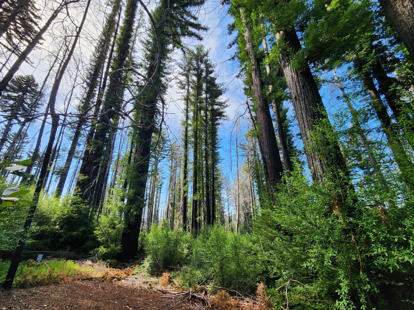 Detail Gallery Image 15 of 19 For 20604 Little Basin Rd, Boulder Creek,  CA 95006 - – Beds | – Baths